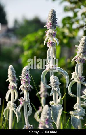 Blüten von Stachys byzantinaor Lamm`s Ohren im Sommer Sonnenlicht, Natur im Juni Stockfoto